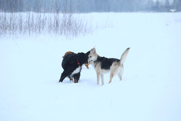 Two dogs walking on winter meadow in snow