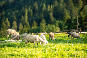 Beskid Sądecki - Góry Karpaty © BARONPHOTOGRAPHY.EU