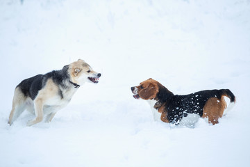 Two dogs walking on winter meadow in snow
