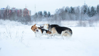 Two dogs walking on winter meadow in snow