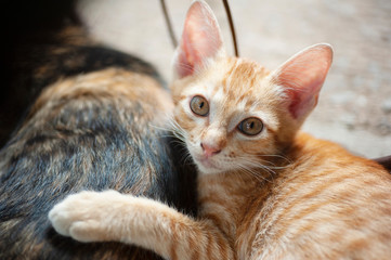 Kitten sleeps behind her mother