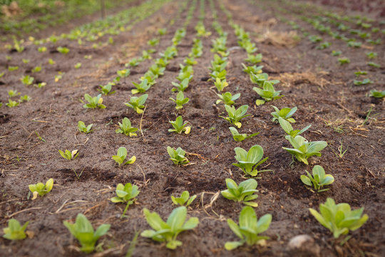 Row of organic radish planting in field