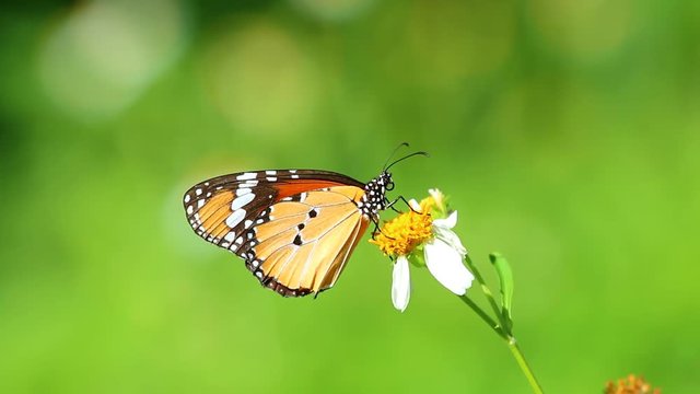 Butterfly  and  flower in the garden, Chiangmai Thailand