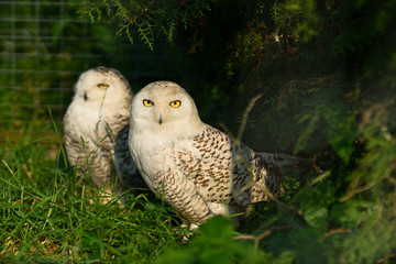 Two white polar owls in green thickets