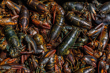 Fresh caught lobster in a fisher's tub.