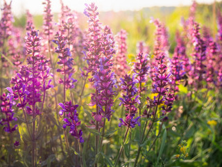 Naklejka premium Beautiful purple sage flowers blooms in the summer meadow. Flower background.