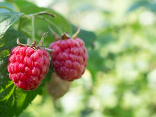 Red ripe berries on a raspberry bush in an orchard.