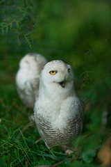 Two white polar owls in green thickets