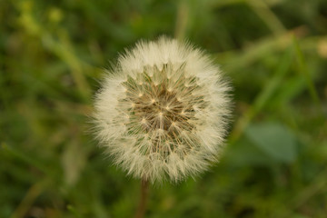 white dandelion closeup in the grass