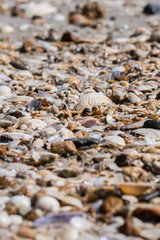 coquillages à la plage