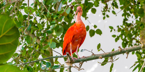 Scarlet Ibis bird is admired by the reddish coloration of feathers, Eudocimus ruber, tropical wader in the biosphere of the Old Port of Genoa