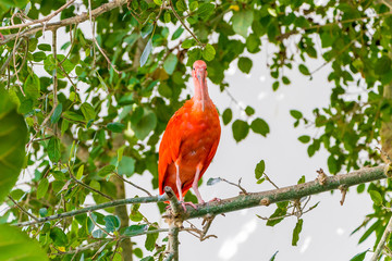 Exotic red bird Scarlet Ibis, Eudocimus ruber it is admired by the reddish coloration of feathers
