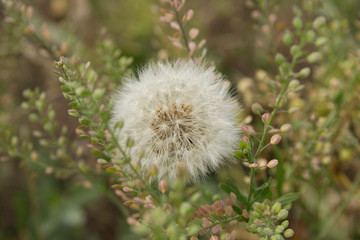 white dandelion in the grass