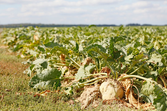 Seine et Marne. Drought and lack of water (2018). Sugar beet field.
