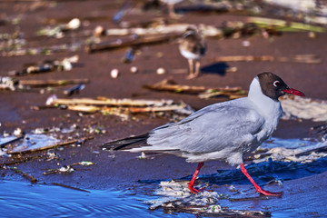 The bird, a  black-headed gull, walks in shallow water, searches for food, and eats. Sunny summer morning, strong wind. Close-up.