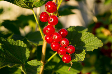 red currant among the leaves