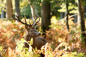 Bourgogne. Yonne (89). Region of Saint Fargeau and Boutissaint. Period of the slab. Deer in the forest.