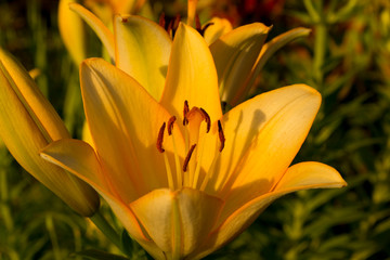 orange lily flower close up