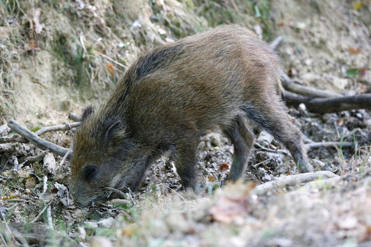 Bourgogne. Yonne (89). Region of Saint Fargeau and Boutissaint. Young boar scrape the ground to find food.