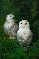 Two white polar owls in green thickets