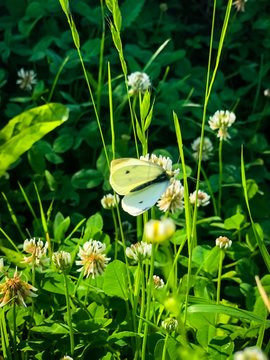 papillon butinant un treffle