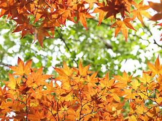 モミジの紅葉