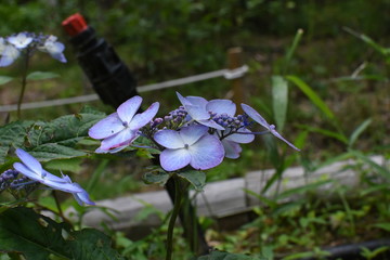 紫陽花　神戸森林植物園