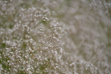 Common Baby's-breath