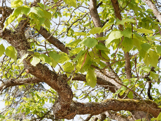 Branches, rameaux, feuilles et gousses du catalpa commun (Catalpa bignonioides)