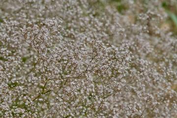 Common Baby's-breath