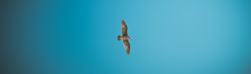 birds flying in the sky