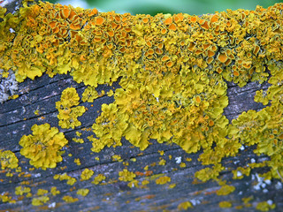 Lichen on a round old wooden plank