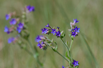 Tragopogon