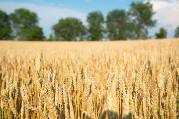 Field of wheat on a sunny day