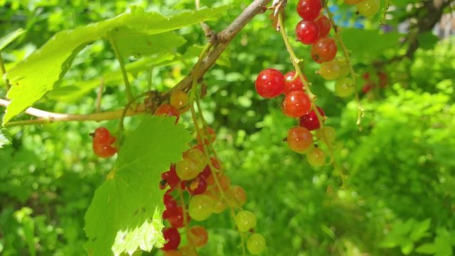 Currant bush with red berries. Red currant.
