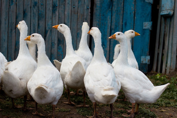  white geese on a farm near the fence
