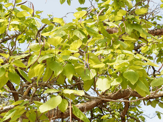 Branches, rameaux, feuilles et gousses du catalpa commun (Catalpa bignonioides)