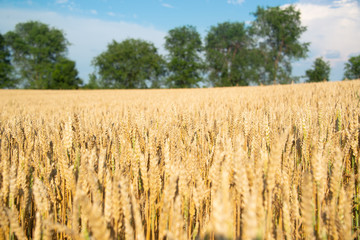 Field of wheat on a sunny day