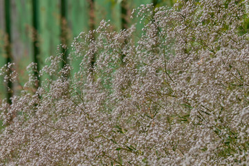 Common Baby's-breath