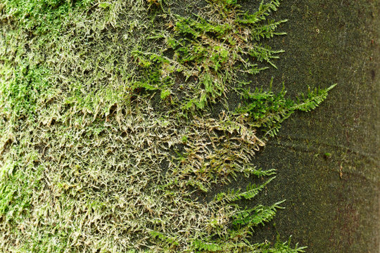 Seine et Marne. Departmental forest. Close up on tree moss (beech).