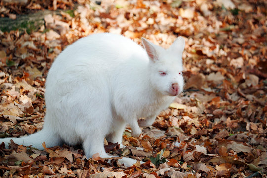 Close-up of a white benett wallaby (macropus rufogriseus).