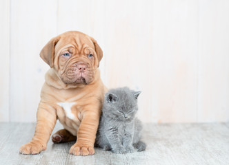 Mastiff puppy and baby kitten sitting together at home and looking at camera. Empty space for text