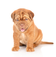 Obraz premium Portrait of a Bordeaux puppy sitting in front view. isolated on white background