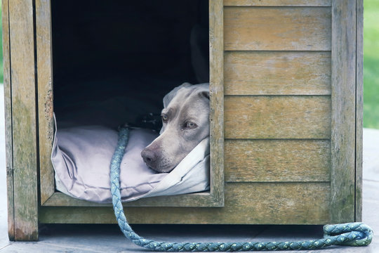 Sad dog