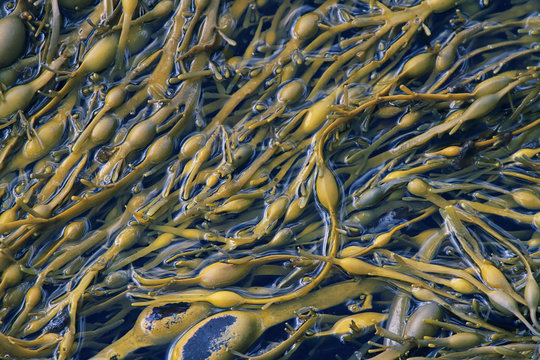 Brown seaweed