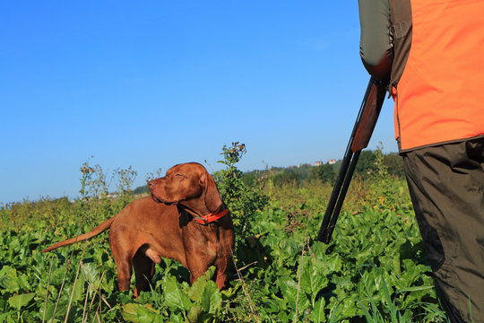France, hunting. Hunter with his dog