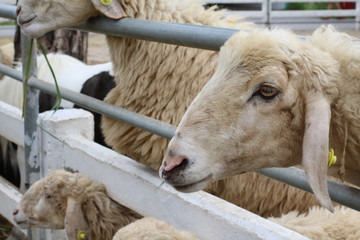 sheep on farm