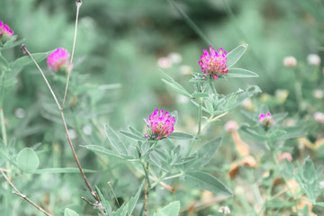 clover in the forest