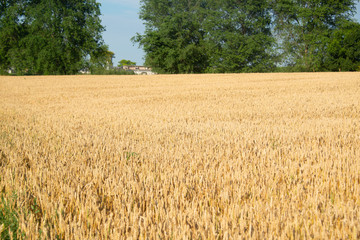 Field of wheat on a sunny day