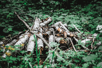 firewood in the forest